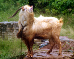 F``